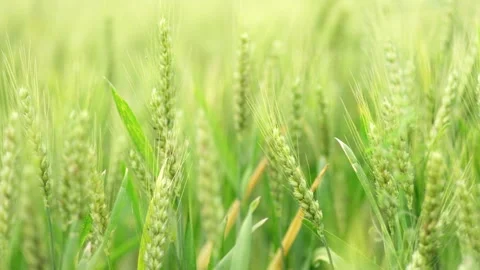 Close-up of Green Wheat Ears Swaying in the Field Видео 334227607