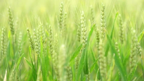 Close-up of Green Wheat Ears Swaying in the Field Видео 334228138