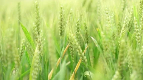 Close-up of Green Wheat Ears Swaying in the Field Видео 334228506