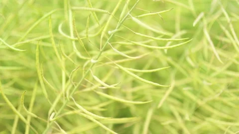 Close-up of Green Wheat Ears Swaying in the Field Видео 334228630