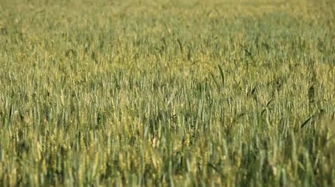 Close Up Green Wheat Field, Cereal in Summer Season, Countryside, Bio, Eco Stock-Footage 12465381