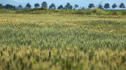 Close Up Green Wheat Field, Cereal in Summer Season, Countryside, Bio, Eco Stock Footage 12465739