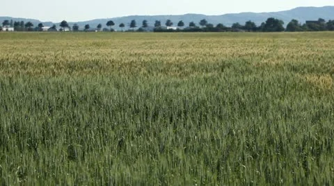Close Up Green Wheat Field, Cereal in Summer Season, Countryside, Bio, Eco Stock Footage 12466400