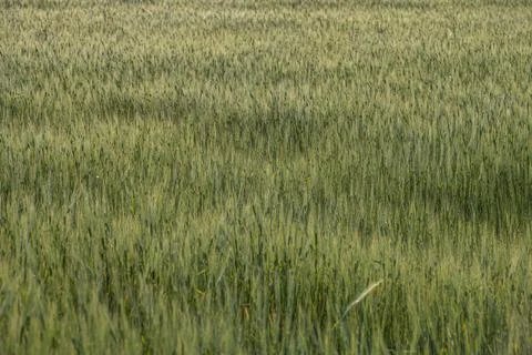 Close-up of green wheat in a field Stock Photos
