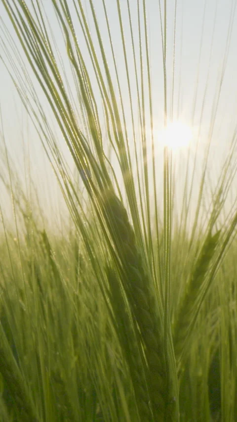 Close Up Of Green Wheat Field At Sunset With Sun Flare Stock Footage 335896927