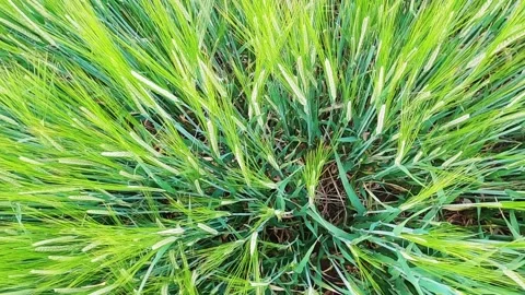 Close up of green wheat Stock Footage 137668726
