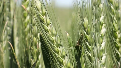 Close up of green wheat 動画素材 166892498