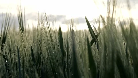 Close-up of green wheat grains, static, tranquil, 4K Stock-Footage 320155040