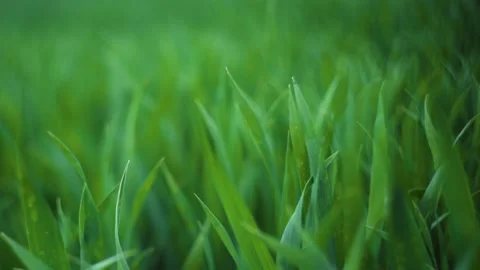 The close up of green wheat grass. Grass swaying in the wind in slow motion. Stock Footage 154548821