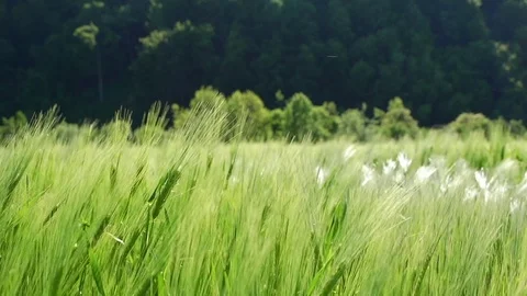 Close up of green wheat in light wind Vídeo Stock 85068923