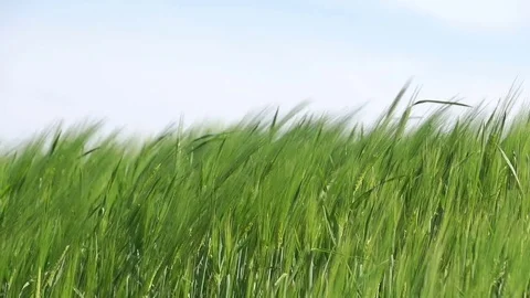 Close up of green wheat in light wind Vídeo Stock 85069071