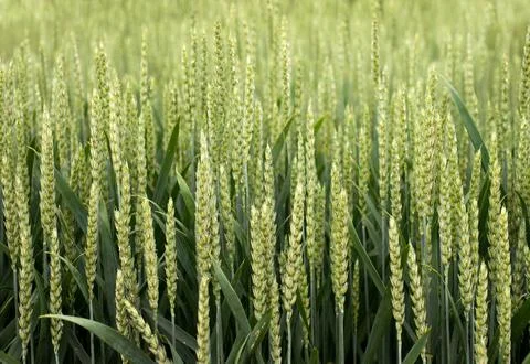 A close-up of green wheat spikelets during the active growth phase in a field Stock Photos