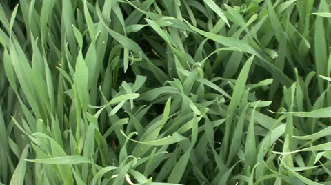 Close up on green wheat in spring Stock-Footage 36987783