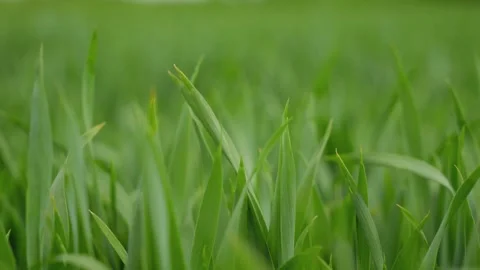 Close Up Of Green Wheat Sprouts Growing In Agricultural Field Vídeo Stock 337983032