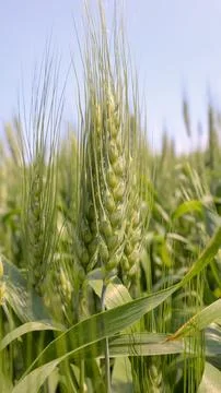 Close-up of Green Wheat Stalks Stock Photos