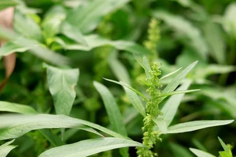 Close-up of a green wild plant with developing flower clusters Stock Photos