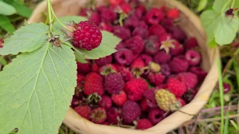Close-up of green wild raspberry bush with ripe red berries . Stock Footage 341745262