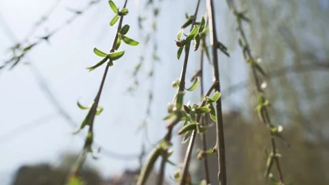 Close-up of the green willow tree leaves. Stock Footage 163822005