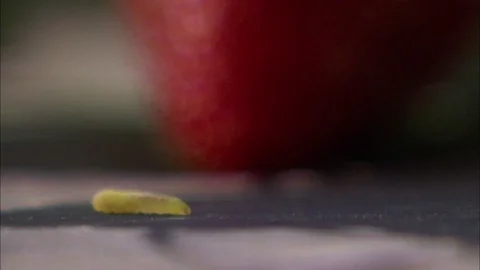 Close up of green worm crossing the screen Stock Footage 81723276