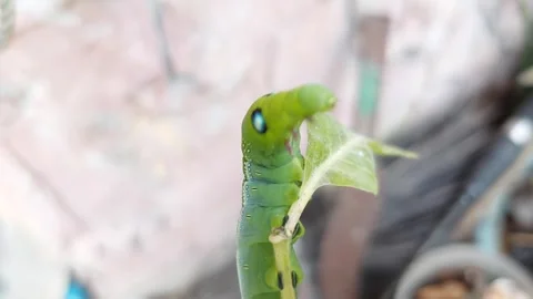 Up close, a green worm raises its neck Stock-Footage 267240132