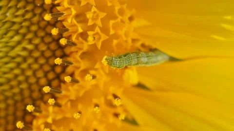Close-up of green worm on a sunflower Stock Footage 58402302