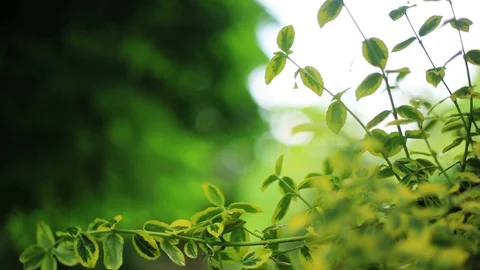 Close up green yellow leaf in forest nature spring beautiful bright garden day Stock Footage 98645790