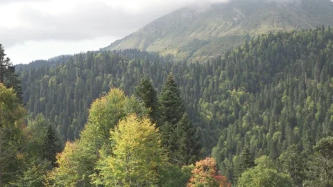 Close green yellow trees against mountain range on sunny day Stock Footage 116866469