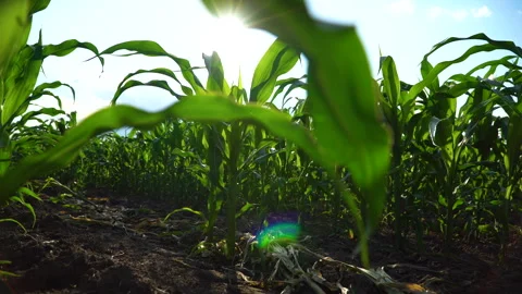 Close up green young corn. Fresh green corn. Green corn leaves. Stock Footage 245098970