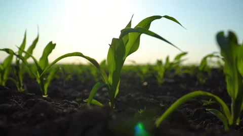 Close up green young corn maize swaying in the wind. Young Corn Plants. Stock Footage 242862077