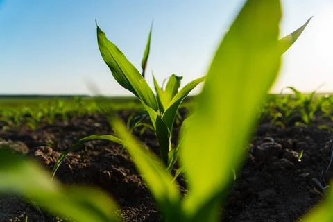 Close up green young corn maize plants. Growing corn. Agrarian business. 库存照片