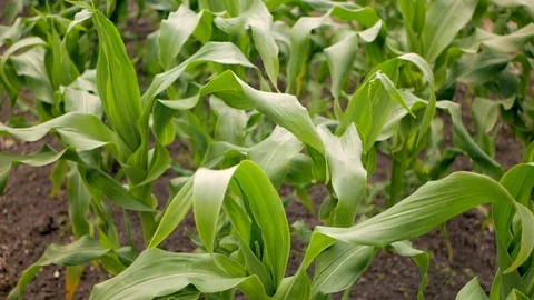 Close-up of green young corn plants on dark brown soil Stock Footage 112251291