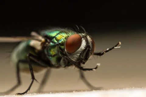 Close up from a Greenbottle fly Stock Photos