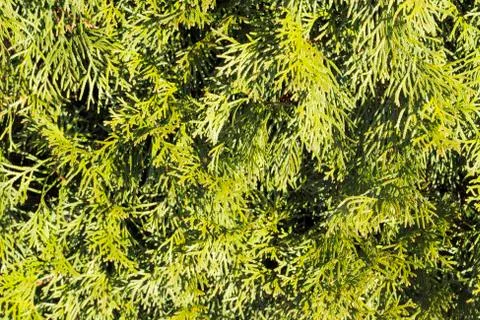 Close greenery 库存照片