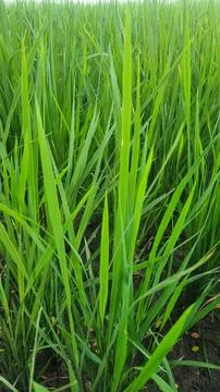 Close up greenery of rice leaves pattern with beautiful sunlight. Stock Photos