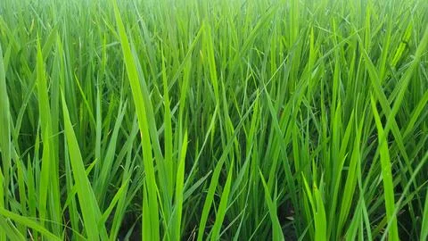 Close up greenery of rice leaves pattern with beautiful sunlight. Stock Photos