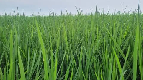 Close up greenery of rice leaves pattern with beautiful sunlight. Stock Photos