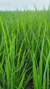 Close up greenery of rice leaves pattern with beautiful sunlight. Stock Photos