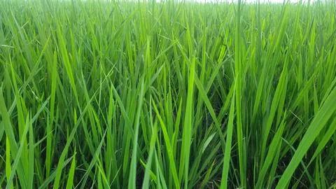 Close up greenery of rice leaves pattern with beautiful sunlight. Stock Photos