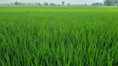 Close up greenery of rice leaves pattern with beautiful sunlight. Stock-Fotos