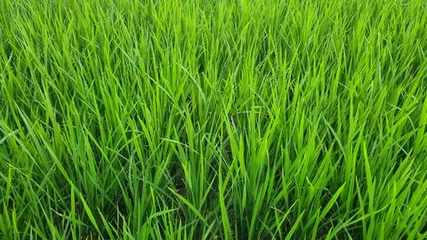 Close up greenery of rice leaves pattern with beautiful sunlight. Stock Photos