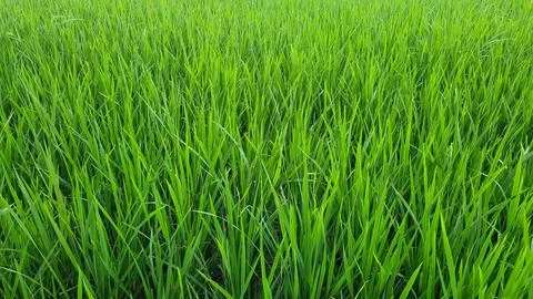 Close up greenery of rice leaves pattern with beautiful sunlight. Stock Photos