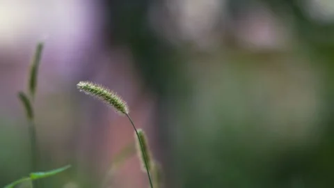 Close-up greenery3 Stock Footage 234245887