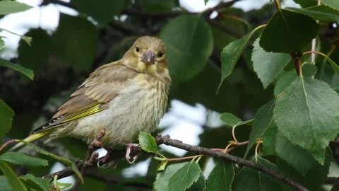 Close up of a greenfinch resting in a birch tree 库存影片 77160378