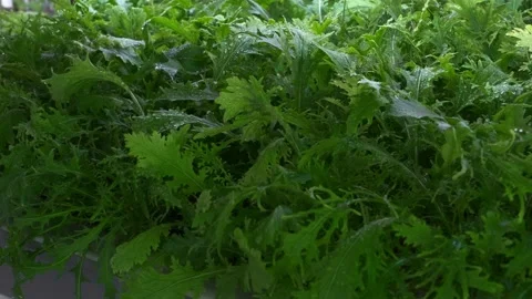 Close-up of a greenhouse arugula Vidéo 175790163