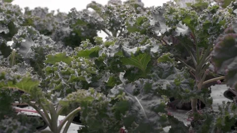 Close-up of greenhouse leaf lettuce 库存影片 175807452
