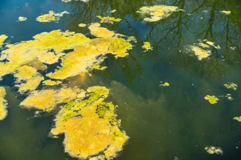 Close-up of greenish algae on the lake surface Stock Photos
