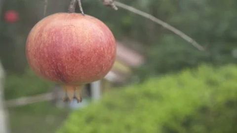 Close-up of grenades on a tree Stock Footage 97794188