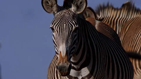 Close up of a Grevy Zebra flapping ears while looking at the camera Stock Footage 251905533