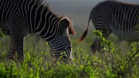 Close up of a Grevy zebra grazing during the morning in Africa. Stock Footage 251891915