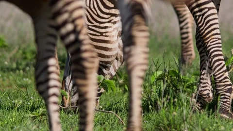 Close up of a Grevy zebra grazing during the morning in Africa Stock Footage 251911190
